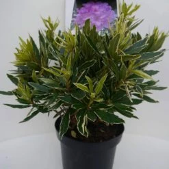 Bosrhododendron (Rhododendron Ponticum 'Variegatum') -DIRECTPLANT Winkel pont variegatum c5 voor