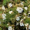 Bloeiende Haag, Laag -DIRECTPLANT Winkel potentilla frut. abbotswood 1 1