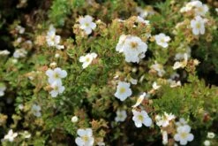 Bloeiende Haag, Laag