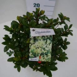 Dwergrhododendron (Rhododendron 'Princess- Anne') -DIRECTPLANT Winkel princess ann c4 boven 1