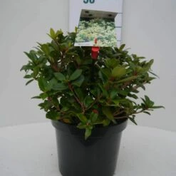 Dwergrhododendron (Rhododendron 'Princess- Anne') -DIRECTPLANT Winkel princess ann c4 voor 2