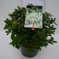 Dwergrhododendron (Rhododendron 'Princess- Anne') -DIRECTPLANT Winkel princess ann c4 zij 1