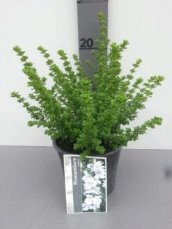 Prostanthera (Prostanthera Cuneata) -DIRECTPLANT Winkel prostanthera cuneata