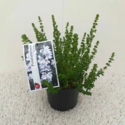 Prostanthera (Prostanthera Cuneata) -DIRECTPLANT Winkel prostanthera cuneata 1