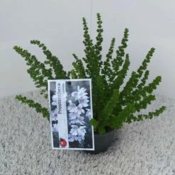 Prostanthera (Prostanthera Cuneata) -DIRECTPLANT Winkel prostanthera cuneata 1