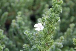 Prostanthera (Prostanthera Cuneata) -DIRECTPLANT Winkel prostanthera cuneata 3