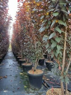 Rode Kerspruim Als Struik (Prunus Cerasifera 'Nigra') -DIRECTPLANT Winkel prunus cer nigra 200250 1