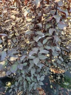 Rode Kerspruim Als Struik (Prunus Cerasifera 'Nigra') -DIRECTPLANT Winkel prunus cer nigra 200250 2