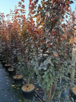 Rode Kerspruim Als Struik (Prunus Cerasifera 'Nigra') -DIRECTPLANT Winkel prunus cer nigra 200250 3