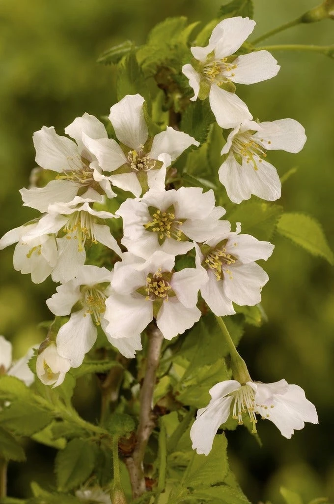 Sierkers (Prunus Incisa 'Kojou-no-mai') 3 Sierkers (Prunus Incisa 'Kojou-no-mai')