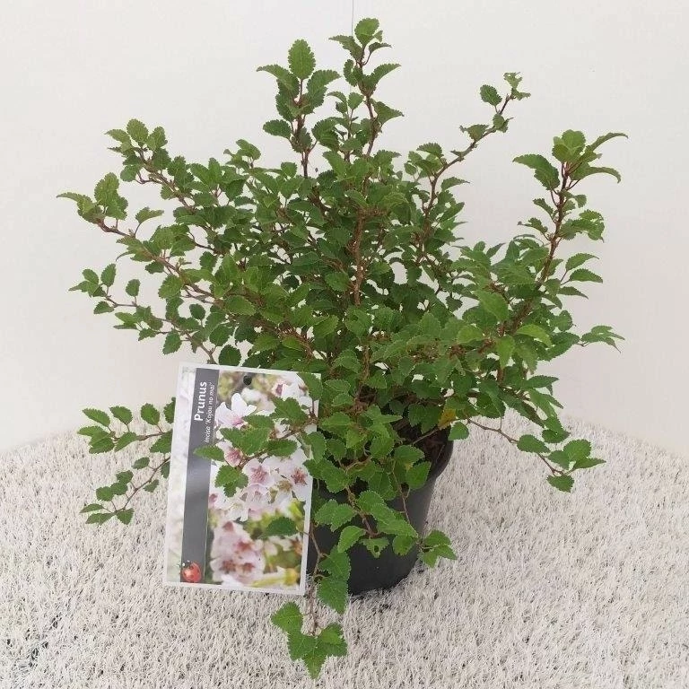 Sierkers (Prunus Incisa 'Kojou-no-mai') 4 Sierkers (Prunus Incisa 'Kojou-no-mai') - Afbeelding 2
