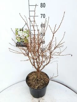 Sierkers (Prunus Incisa 'Kojou-no-mai') 7 Sierkers (Prunus Incisa 'Kojou-no-mai') -DIRECTPLANT Winkel prunus kojou no mai 60 70 cm c10 v01