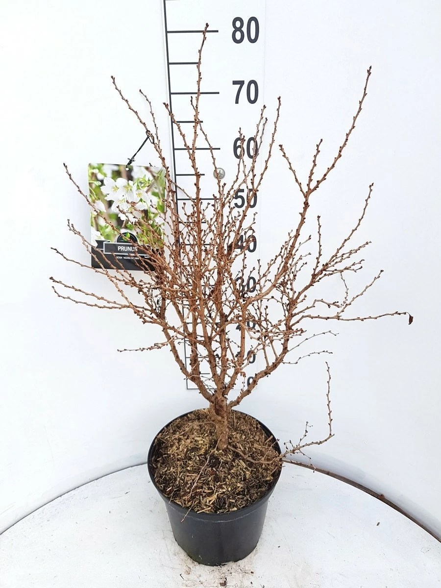 Sierkers (Prunus Incisa 'Kojou-no-mai') 5 Sierkers (Prunus Incisa 'Kojou-no-mai') - Afbeelding 3