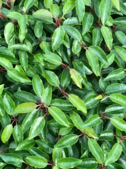 Portugese Laurier Als Grote Bolvorm (Prunus Lusitanica 'Angustifolia') -DIRECTPLANT Winkel prunus l. angustifolia blad 1