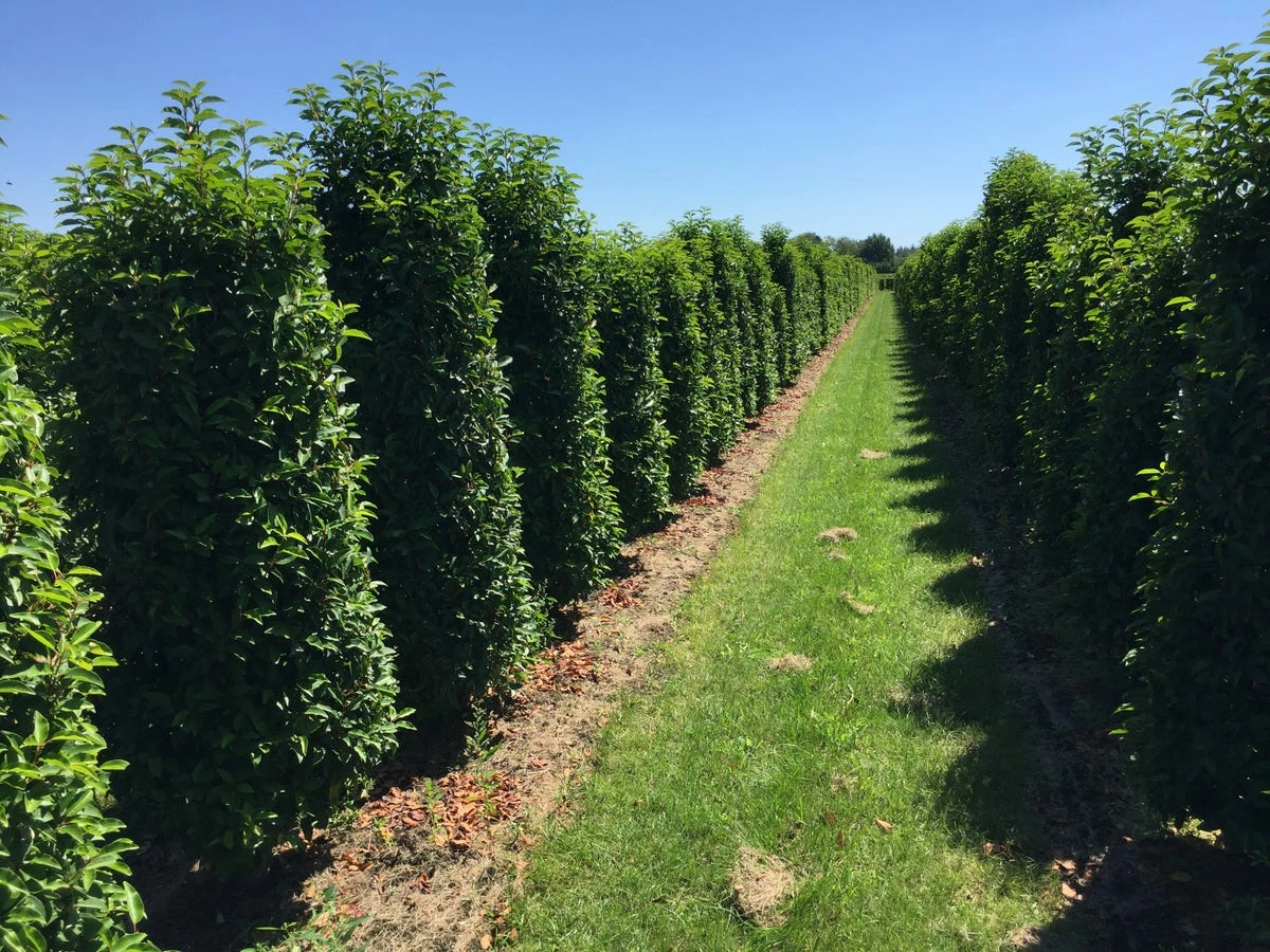 Grote Portugese Laurier (Prunus Lusitanica 'Angustifolia') 3 Grote Portugese Laurier (Prunus Lusitanica 'Angustifolia')