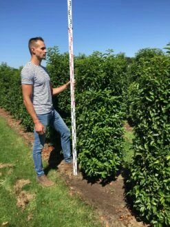 Nieuwe uitgaven -DIRECTPLANT Winkel prunus l ang 150175 1