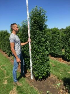 Grote Portugese Laurier (Prunus Lusitanica 'Angustifolia') 15 Grote Portugese Laurier (Prunus Lusitanica 'Angustifolia') -DIRECTPLANT Winkel prunus l ang 200250