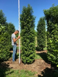 Grote Portugese Laurier (Prunus Lusitanica 'Angustifolia') 16 Grote Portugese Laurier (Prunus Lusitanica 'Angustifolia') -DIRECTPLANT Winkel prunus l ang 300350