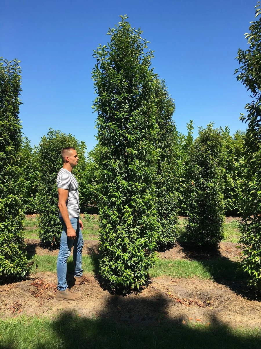 Grote Portugese Laurier (Prunus Lusitanica 'Angustifolia') 9 Grote Portugese Laurier (Prunus Lusitanica 'Angustifolia') - Afbeelding 7