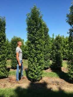 Grote Portugese Laurier (Prunus Lusitanica 'Angustifolia') -DIRECTPLANT Winkel prunus l ang 350400 2