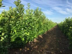 Grote Laurierkers (Prunus Laurocerasus 'Rotundifolia')