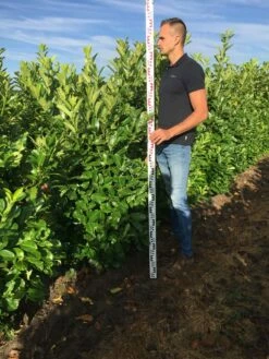 Nieuwe uitgaven -DIRECTPLANT Winkel prunus l rot 150175 1