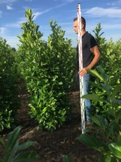 Grote Laurierkers (Prunus Laurocerasus 'Rotundifolia') 13 Grote Laurierkers (Prunus Laurocerasus 'Rotundifolia') -DIRECTPLANT Winkel prunus l rot 175200 1