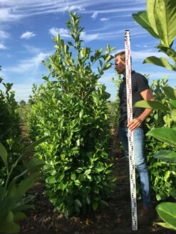 Grote Laurierkers (Prunus Laurocerasus 'Rotundifolia') -DIRECTPLANT Winkel prunus l rot 200225 2