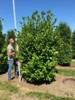Grote Laurierkers (Prunus Laurocerasus 'Rotundifolia') -DIRECTPLANT Winkel prunus l rot 250300 x 100 150 br