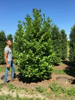 Grote Laurierkers (Prunus Laurocerasus 'Rotundifolia') -DIRECTPLANT Winkel prunus l rot 300350 x150 br 2
