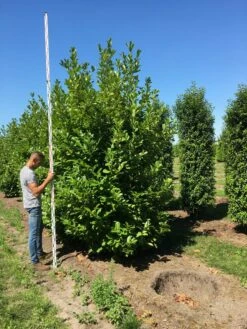 Grote Laurierkers (Prunus Laurocerasus 'Rotundifolia') -DIRECTPLANT Winkel prunus l rot 350400 x 150 br