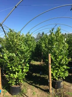 Grote Laurierkers (Prunus Laurocerasus 'Rotundifolia') -DIRECTPLANT Winkel prunus laur. rotundifolia h160180cm