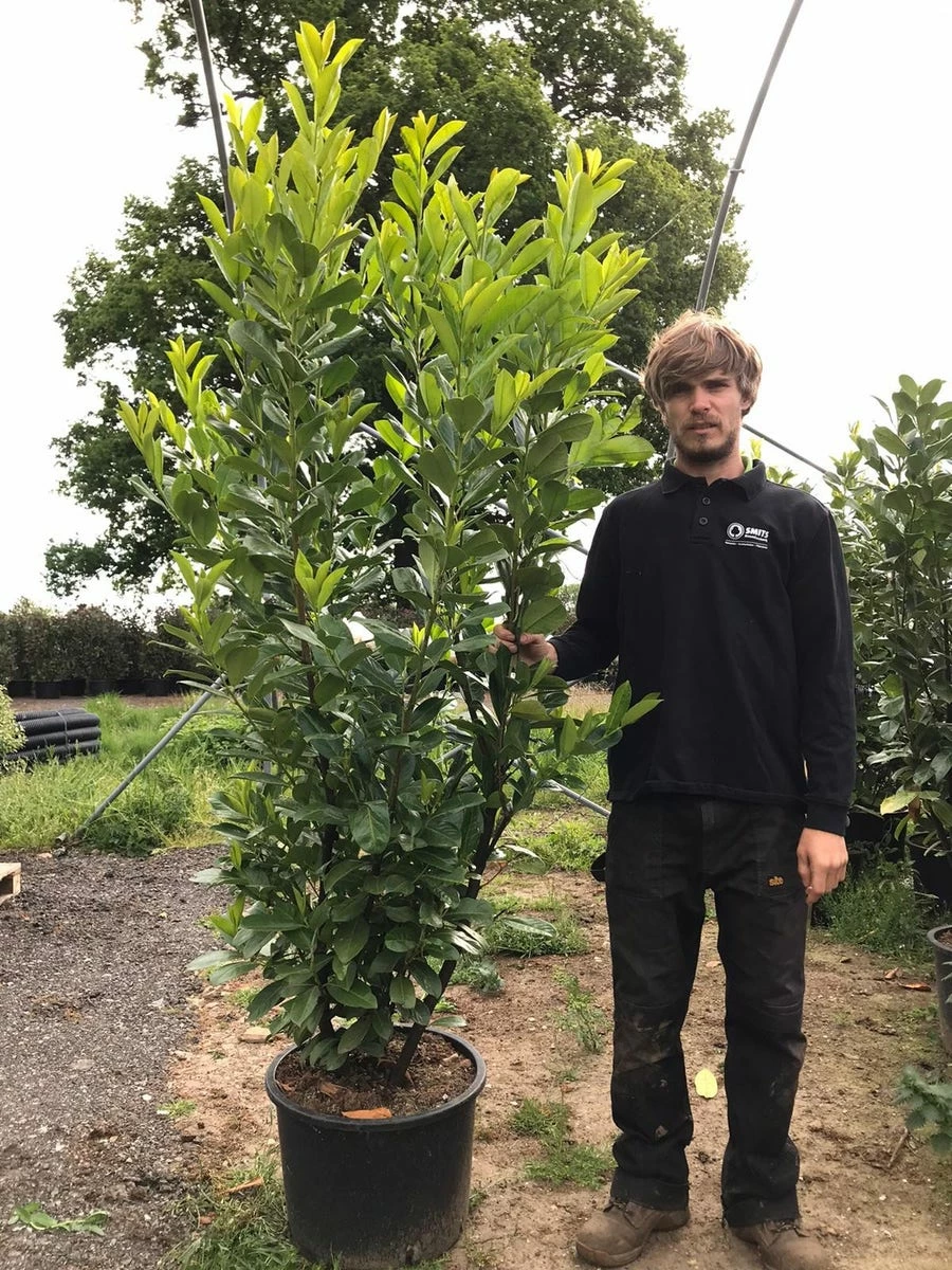 Grote Laurierkers (Prunus Laurocerasus 'Rotundifolia') 11 Grote Laurierkers (Prunus Laurocerasus 'Rotundifolia') - Afbeelding 9