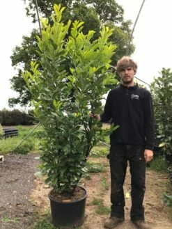 Grote Laurierkers (Prunus Laurocerasus 'Rotundifolia') -DIRECTPLANT Winkel prunus laur. rotundifolia h180 200cm 2