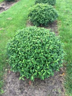 Portugese Laurier Als Grote Bolvorm (Prunus Lusitanica 'Angustifolia') -DIRECTPLANT Winkel prunus lus. angustifolia bol 1