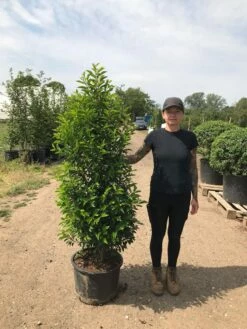 Grote Portugese Laurier (Prunus Lusitanica 'Angustifolia') -DIRECTPLANT Winkel prunus lus. angustifolia h140160 2