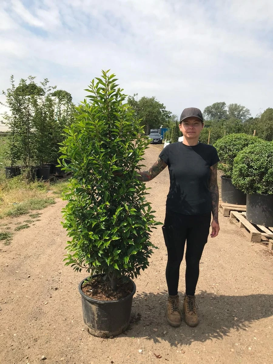 Grote Portugese Laurier (Prunus Lusitanica 'Angustifolia') 10 Grote Portugese Laurier (Prunus Lusitanica 'Angustifolia') - Afbeelding 8