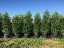 Grote Portugese Laurier (Prunus Lusitanica 'Angustifolia') -DIRECTPLANT Winkel prunus lus. angustifolia h160180cm 3