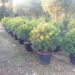 Portugese Laurier Als Bol (Prunus Lusitanica 'Angustifolia') -DIRECTPLANT Winkel prunus lusitanica 1 3