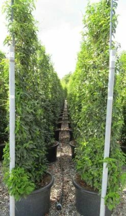 Portugese Laurier Als Leivorm (Prunus Lusitanica 'Angustifolia') 10 Portugese Laurier Als Leivorm (Prunus Lusitanica 'Angustifolia') -DIRECTPLANT Winkel prunus lusitanica 110x180 leivorm 2