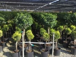 Portugese Laurier Op Stam (Prunus Lusitanica 'Angustifolia') -DIRECTPLANT Winkel prunus lusitanica 80cm stam