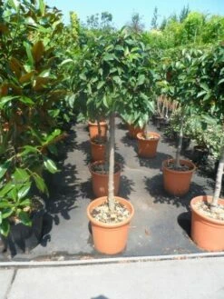 Portugese Laurier Als Boom (Prunus Lusitanica) -DIRECTPLANT Winkel prunus lusitanica 80stam c25 1