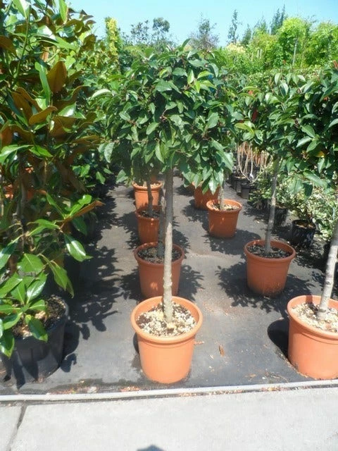 Portugese Laurier Als Boom (Prunus Lusitanica) 6 Portugese Laurier Als Boom (Prunus Lusitanica) - Afbeelding 4