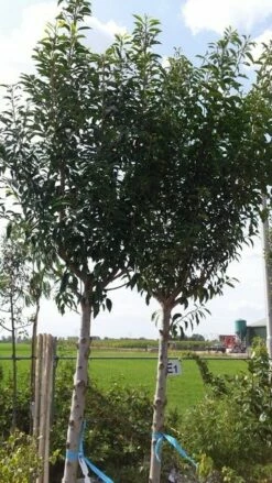 Portugese Laurier Als Boom (Prunus Lusitanica) -DIRECTPLANT Winkel prunus lusitanica als boom01 1 1