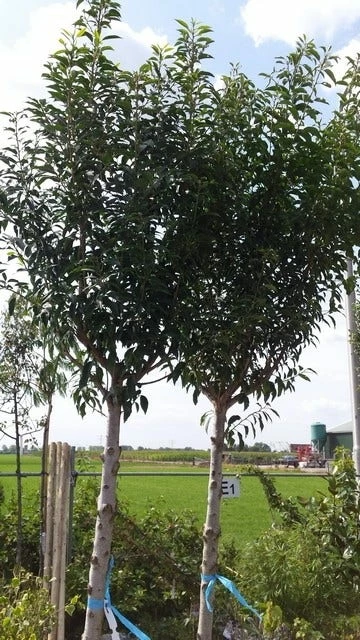 Portugese Laurier Als Boom (Prunus Lusitanica) 7 Portugese Laurier Als Boom (Prunus Lusitanica) - Afbeelding 5