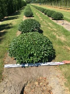 Portugese Laurier Als Grote Bolvorm (Prunus Lusitanica 'Angustifolia') -DIRECTPLANT Winkel prunus lusitanica angustifolia 100 cm breed bol drkl 2