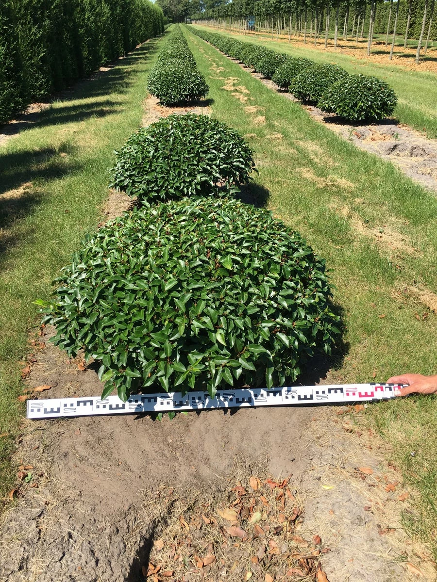 Portugese Laurier Als Grote Bolvorm (Prunus Lusitanica 'Angustifolia') 7 Portugese Laurier Als Grote Bolvorm (Prunus Lusitanica 'Angustifolia') - Afbeelding 5