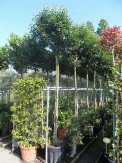 Portugese Laurier Als Boom (Prunus Lusitanica 'Angustifolia') -DIRECTPLANT Winkel prunus lusitanica angustifolia 12 14ho