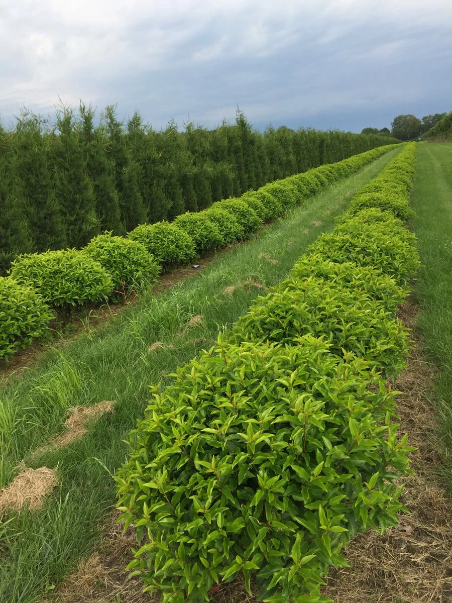 Portugese Laurier Als Grote Bolvorm (Prunus Lusitanica 'Angustifolia') 3 Portugese Laurier Als Grote Bolvorm (Prunus Lusitanica 'Angustifolia')