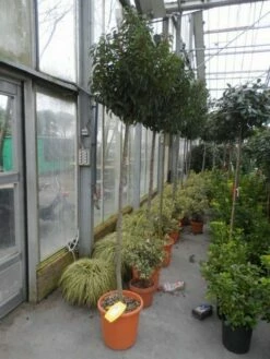 Portugese Laurier Als Boom (Prunus Lusitanica 'Angustifolia') -DIRECTPLANT Winkel prunus lusitanica angustifolia 150stam c25